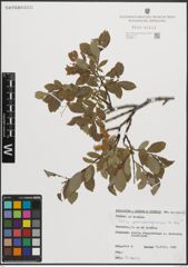 Foto von Salix pseudodepressa A. K. Skvortsov